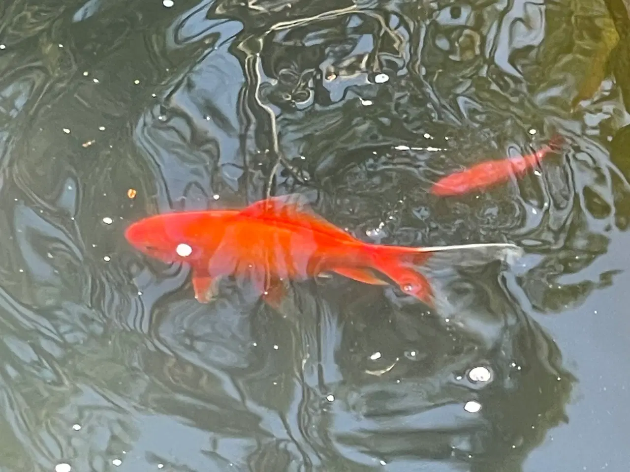 Billede 3 - Guldfisk 