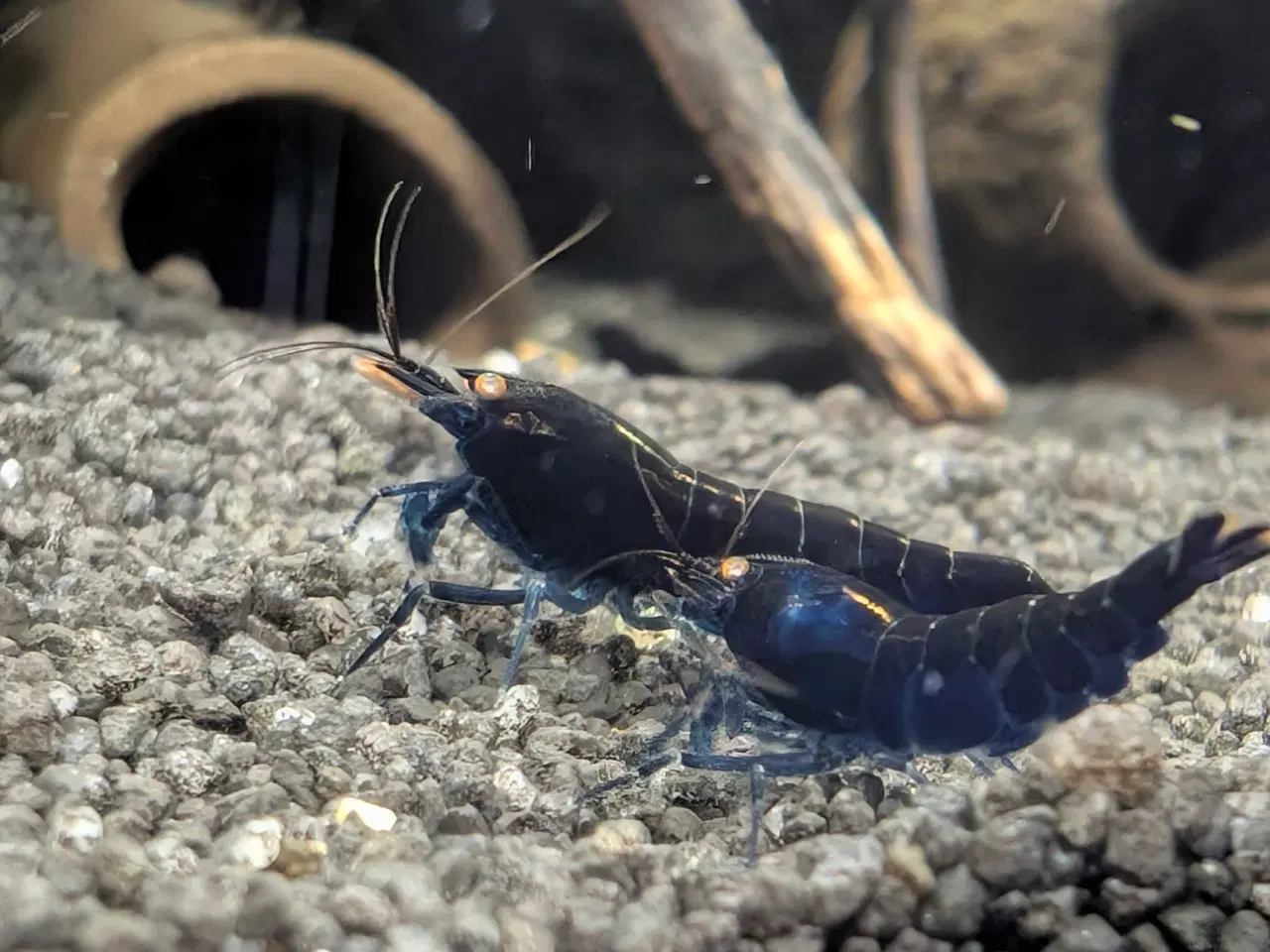 Billede 5 - Caridina Royal Blue Tiger OE reje 