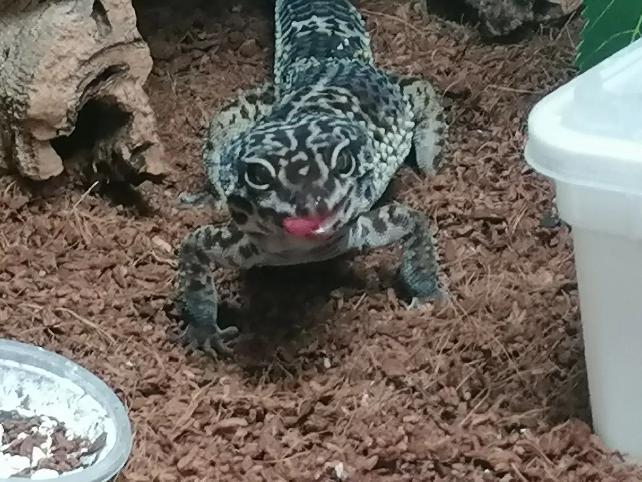 Billede 2 - Leopard gekkoer med terrarie