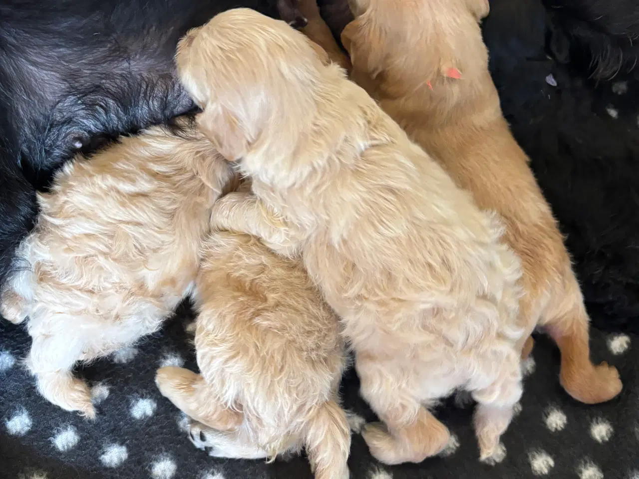 Billede 21 - Toy Cockapoo Doodle / Labradoodle