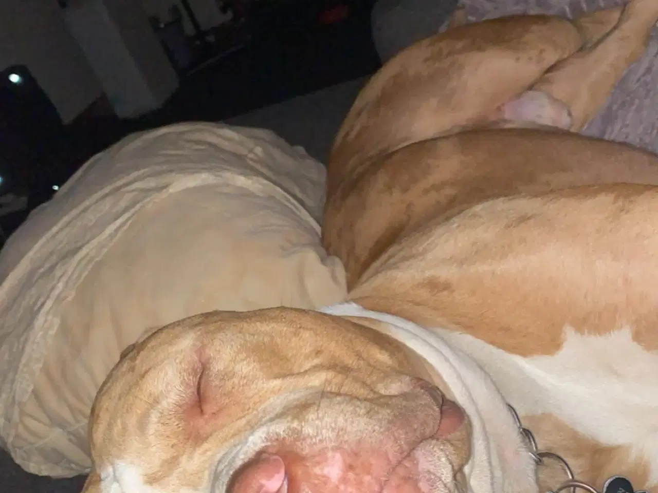 Billede 4 - American bully med stamtavle 