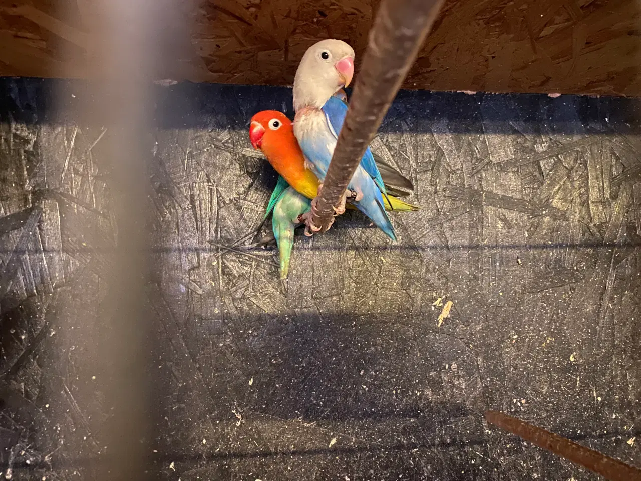 Billede 1 - Dværgpapegøjer 