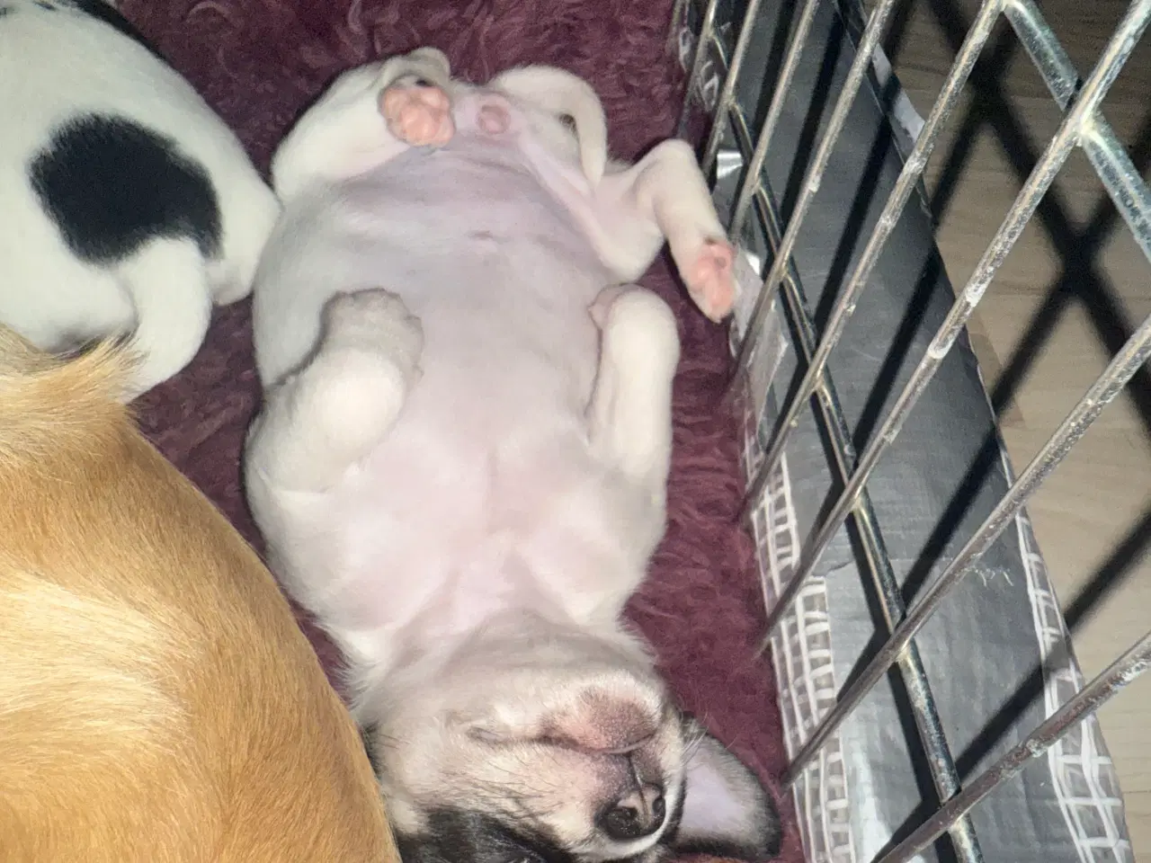 Billede 8 - Mini Chihuahua
