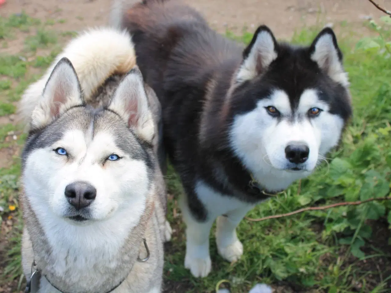 Billede 18 - Din nye husky ven venter på dig
