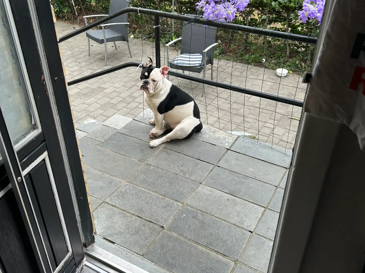 Billede 2 - New englisk bulldog