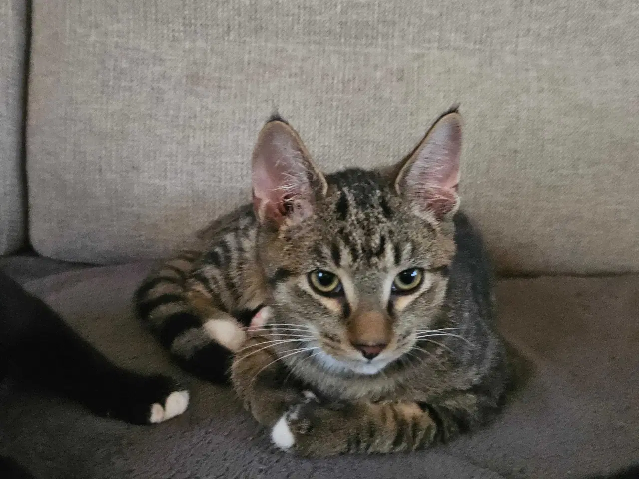 Billede 1 - 3 søde killinger