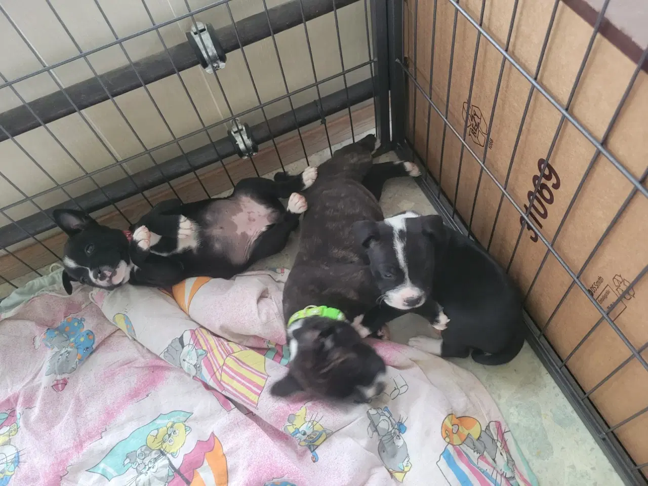 Billede 2 - Staffordshire Bull Terrier Hvalpe 5 uger