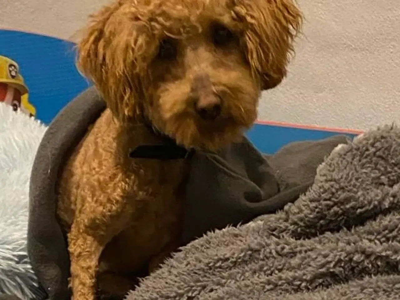 Billede 5 - Søger nyt hjem - mini goldendoddle 