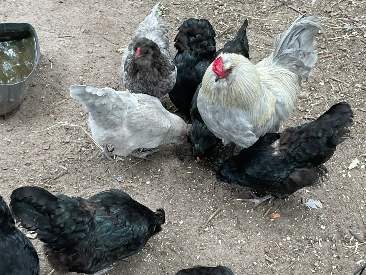 Billede 7 - Engelsk Araucana hanekyllinger