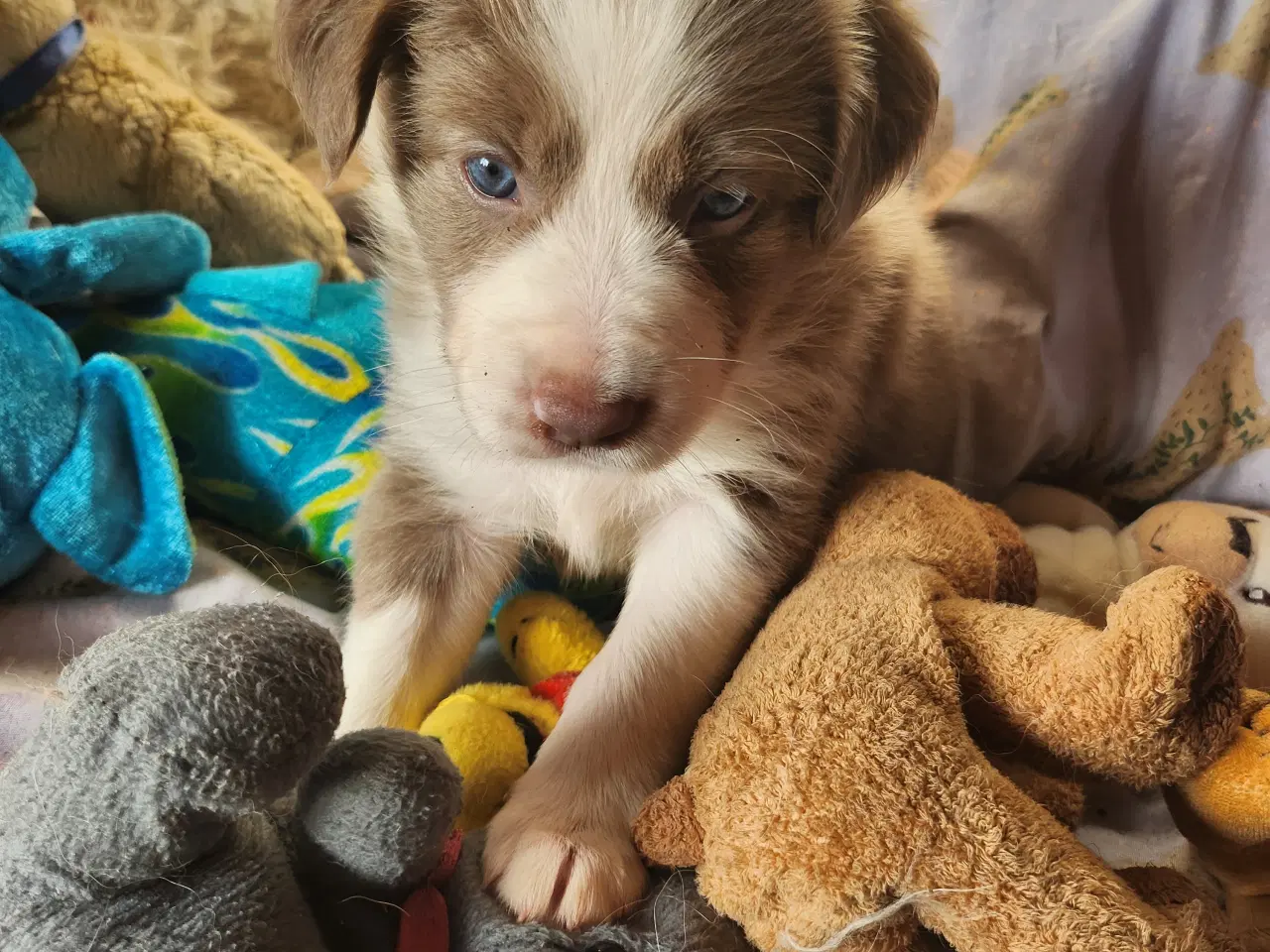 Billede 9 - Border collie/ Australien Shepherd mix