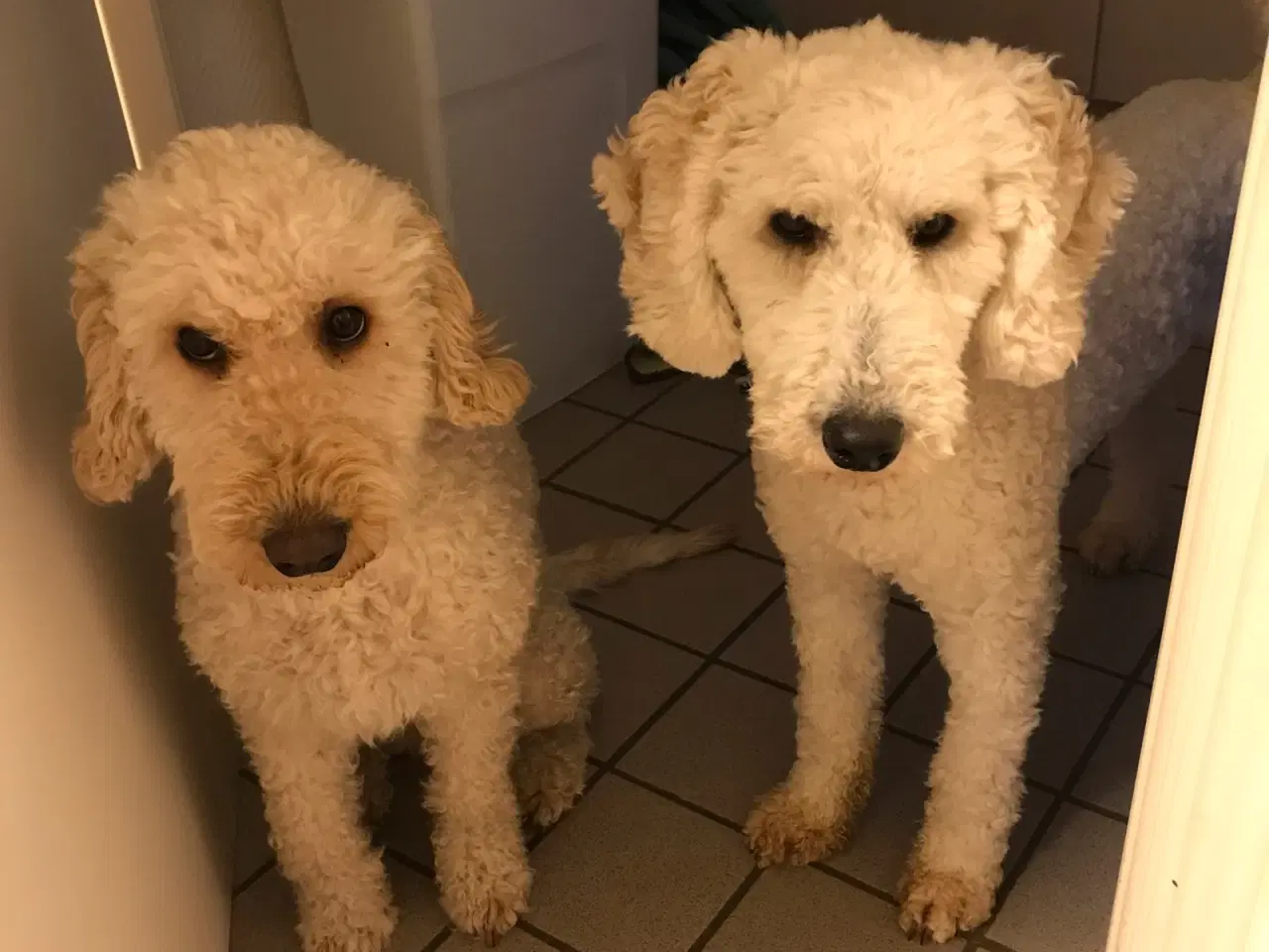 Billede 7 - Labradoodle F3 hvalpe 
