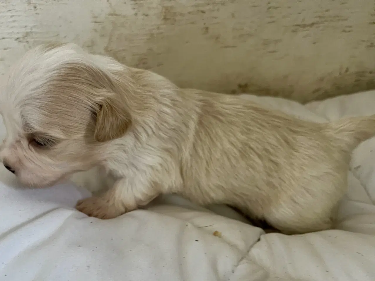 Billede 5 - Allergivenlig Shih Tzu / Bichon Havanais