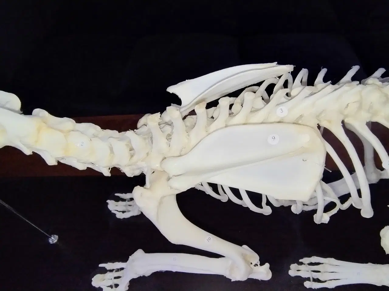 Billede 5 - Anatomimodel - hundeskelet