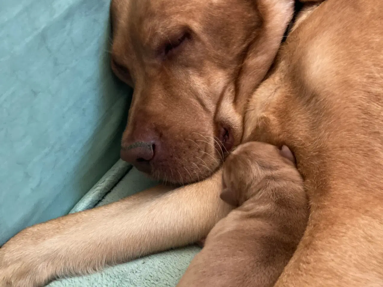 Billede 13 - Red Fox Labradorhvalpe