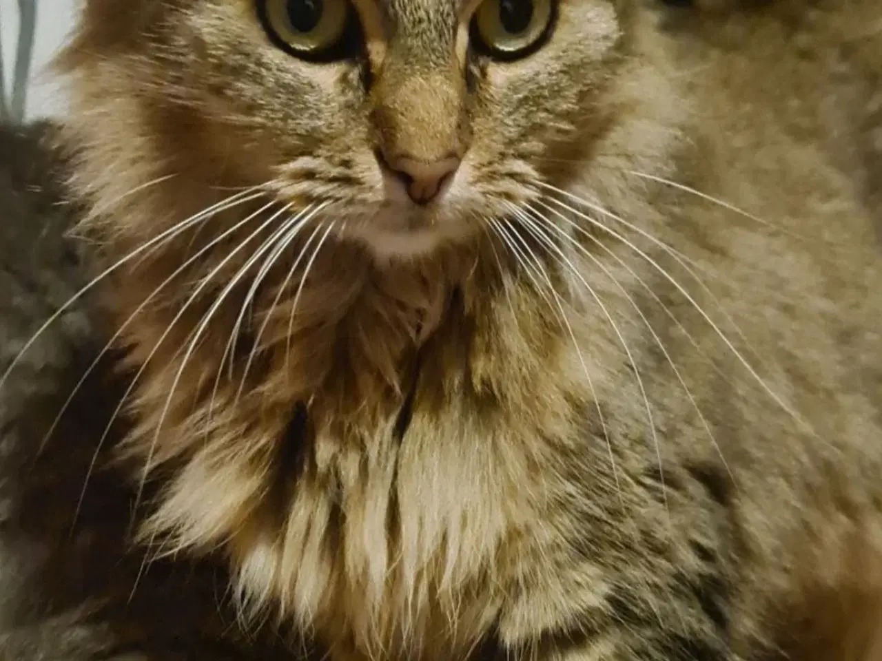 Billede 2 - Skønne katte