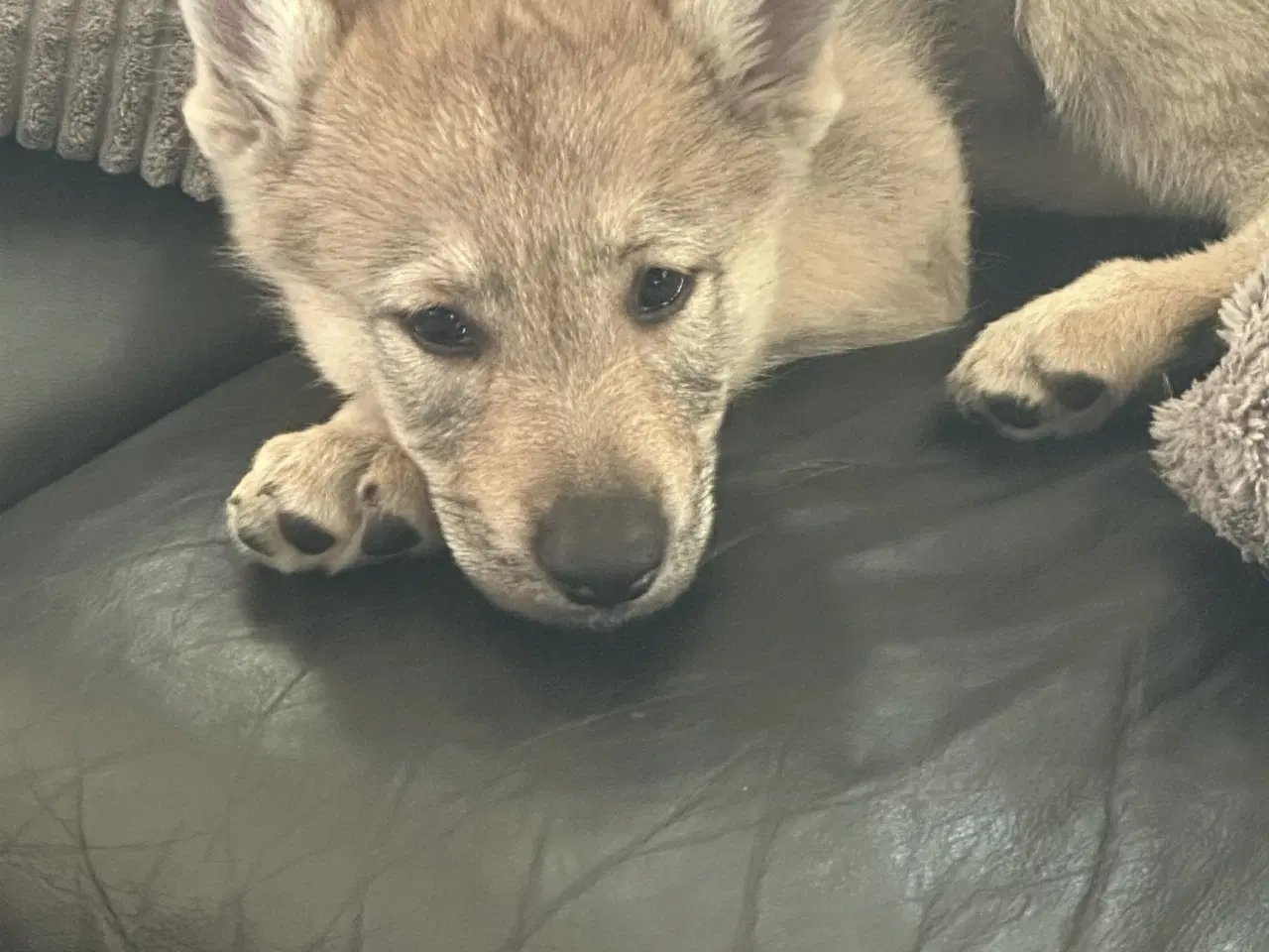 Billede 1 - Tjekkoslovakisk ulvehund hvalp