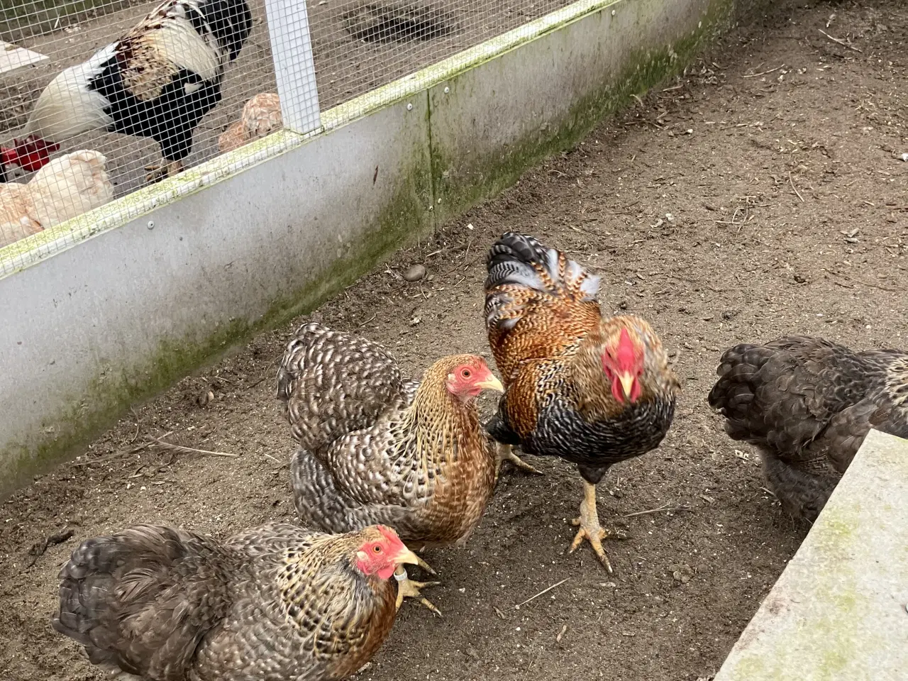 Billede 3 - Legbarfarvet