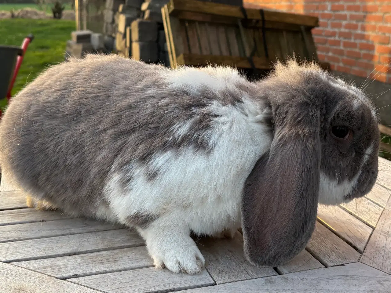 Billede 1 - FRANSK VÆDDER HAN ISABELLA KATTETEGNET
