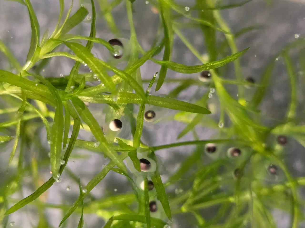 Billede 4 - Axolotler m. Stamtavle fra kendte linjer