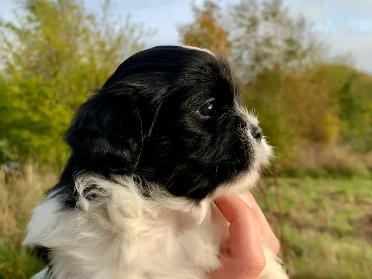 Billede 9 - Lhasa Apso hvalpe