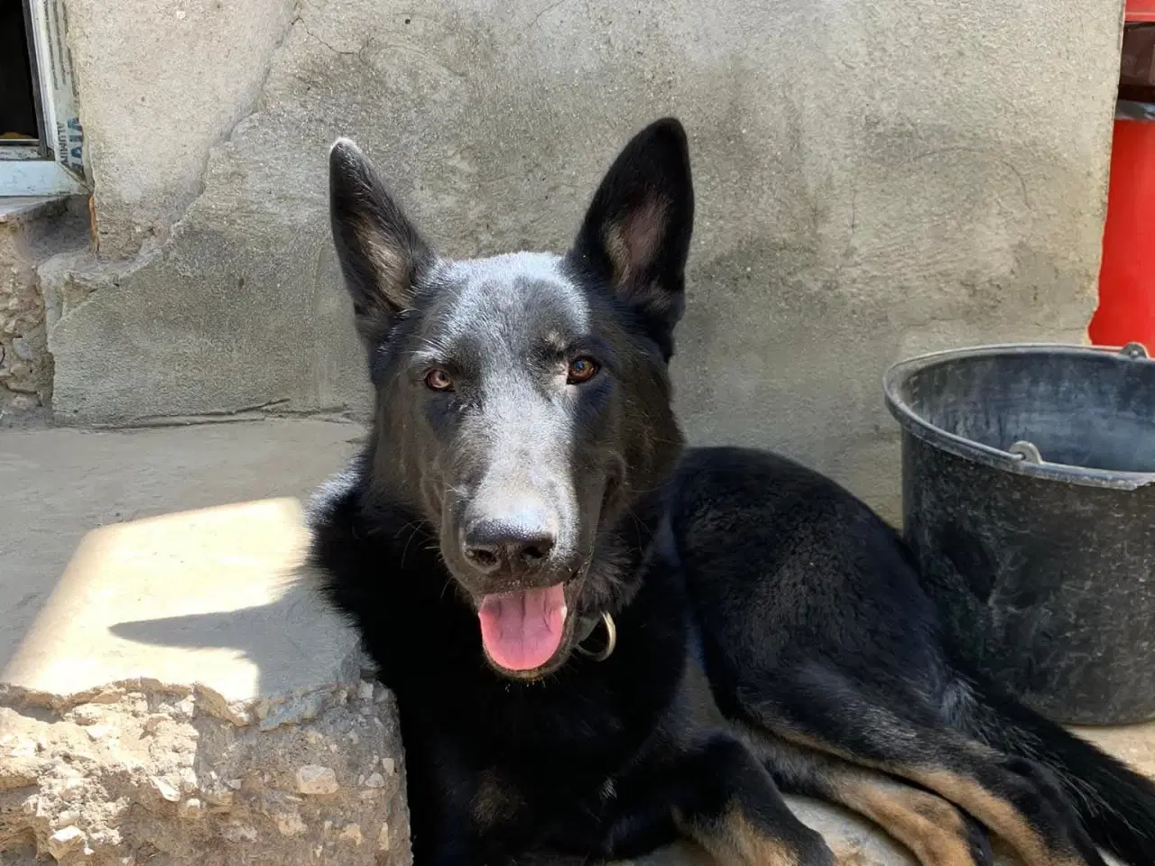 Billede 7 - Smukkeste Dio søger familie 💙