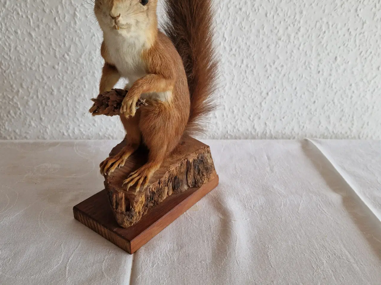 Billede 3 - Egern Sciurus Vulgaris