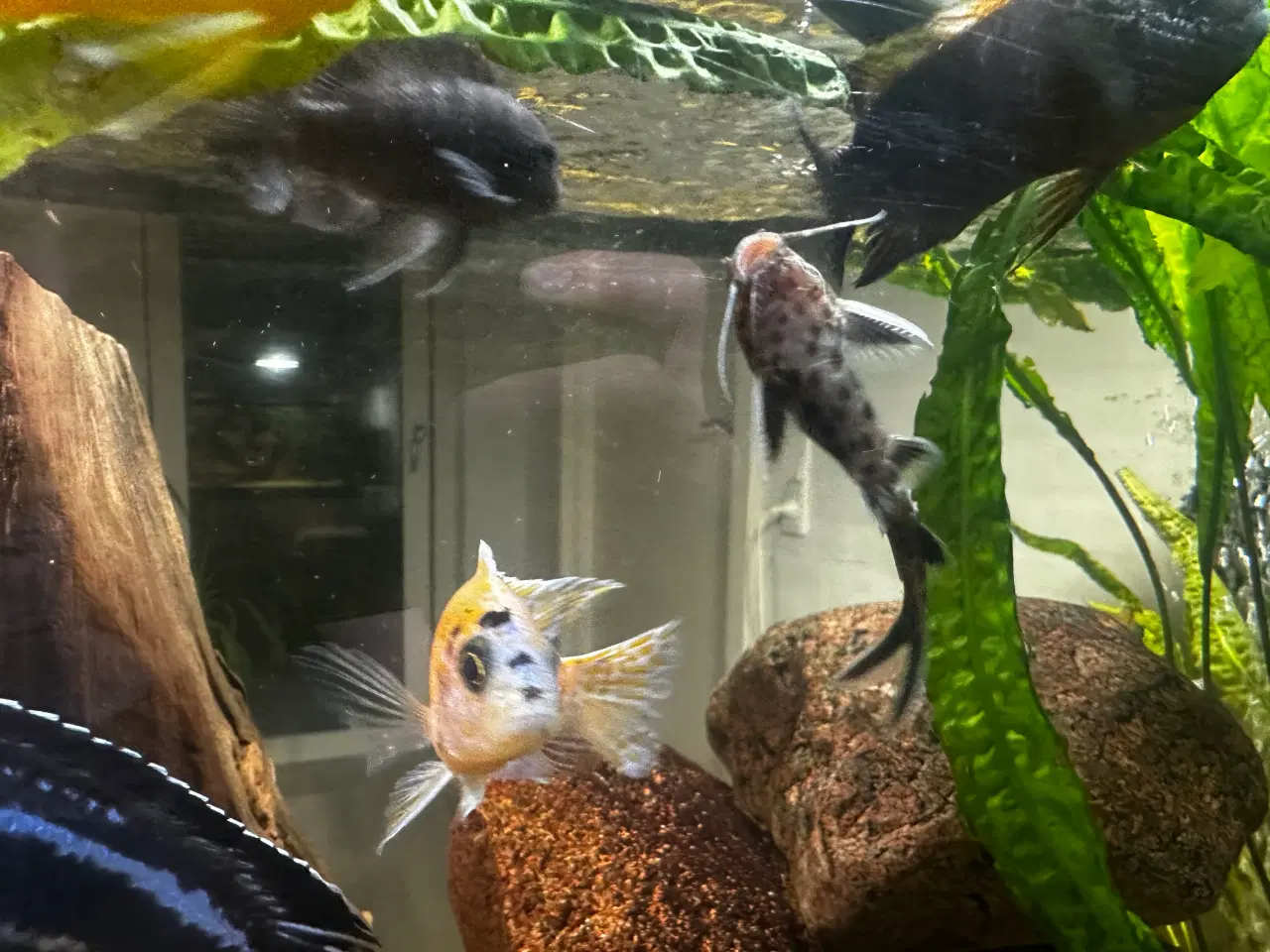 Billede 7 - Malawi og andet