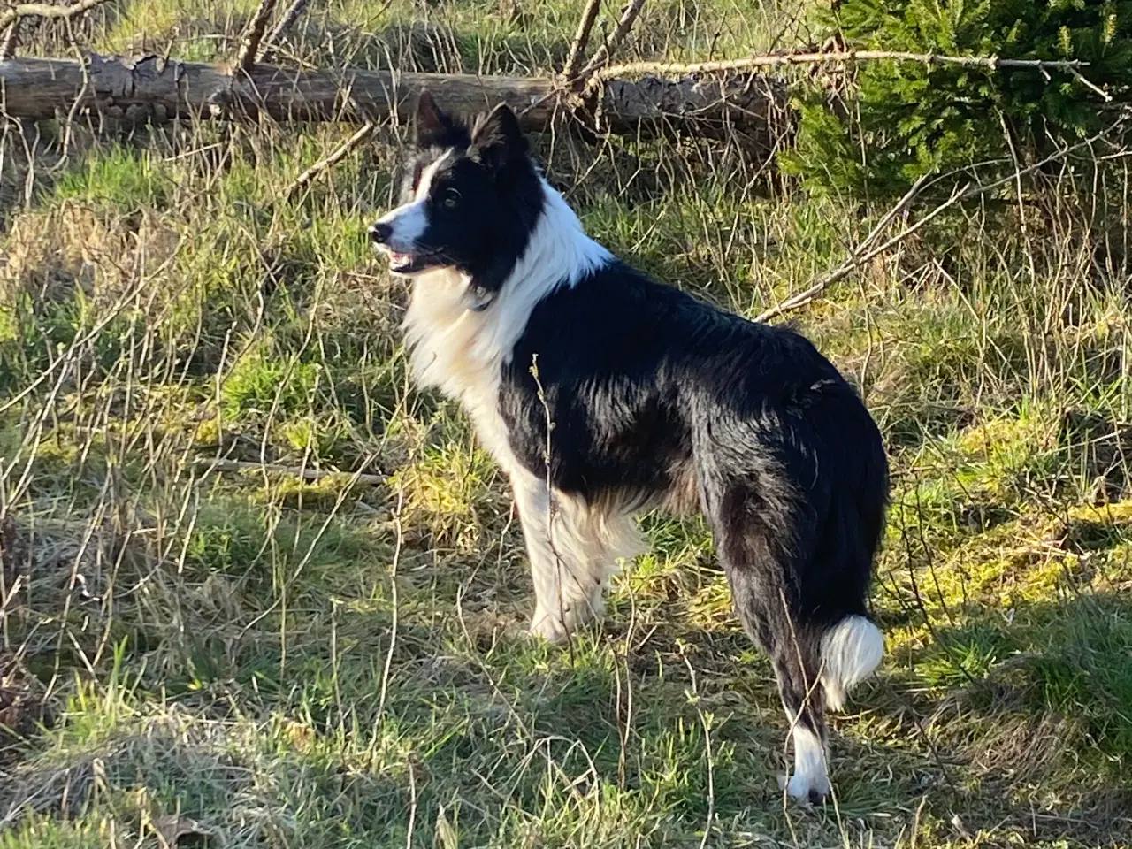 Billede 1 - border collie dreng