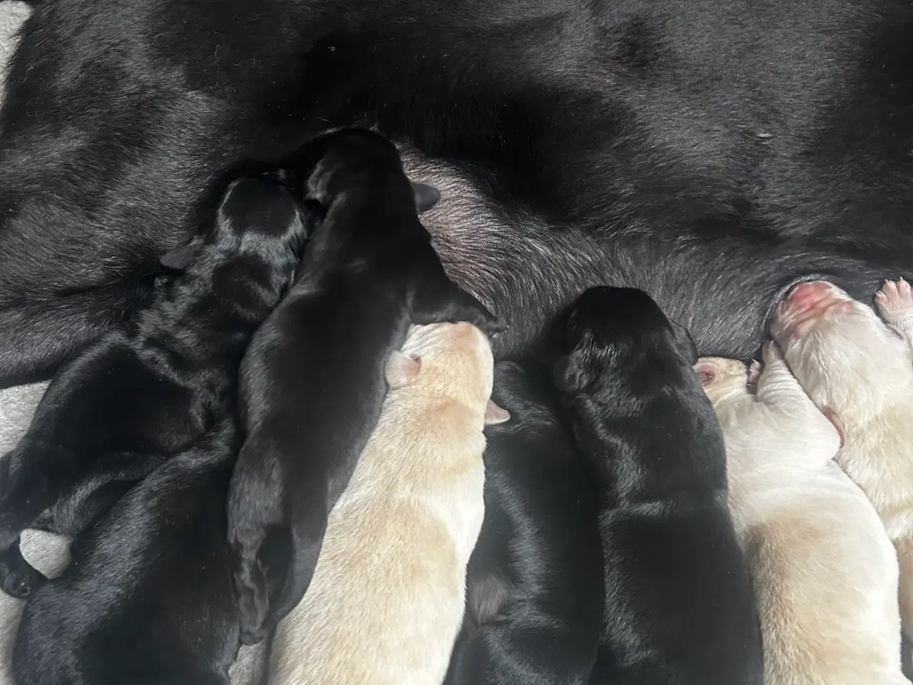 Billede 4 - Golden retriever/ labrador 