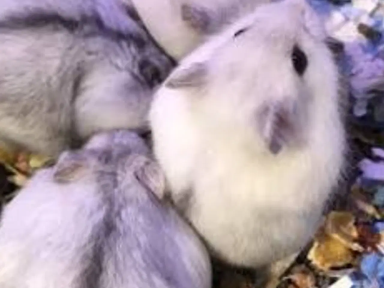 Billede 2 - Vinterhvid hamster