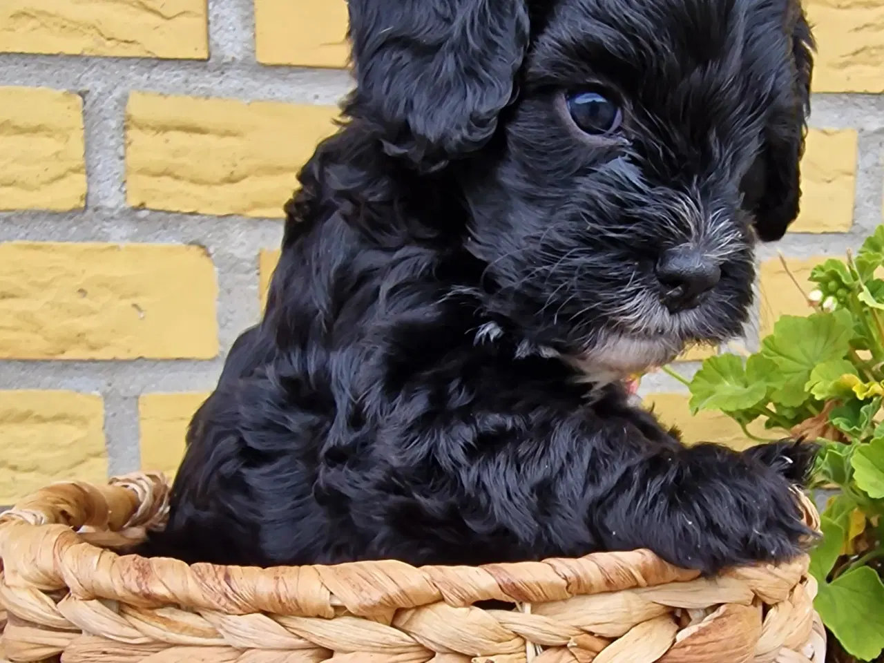 Billede 1 - Cavapoo hvalp sælges