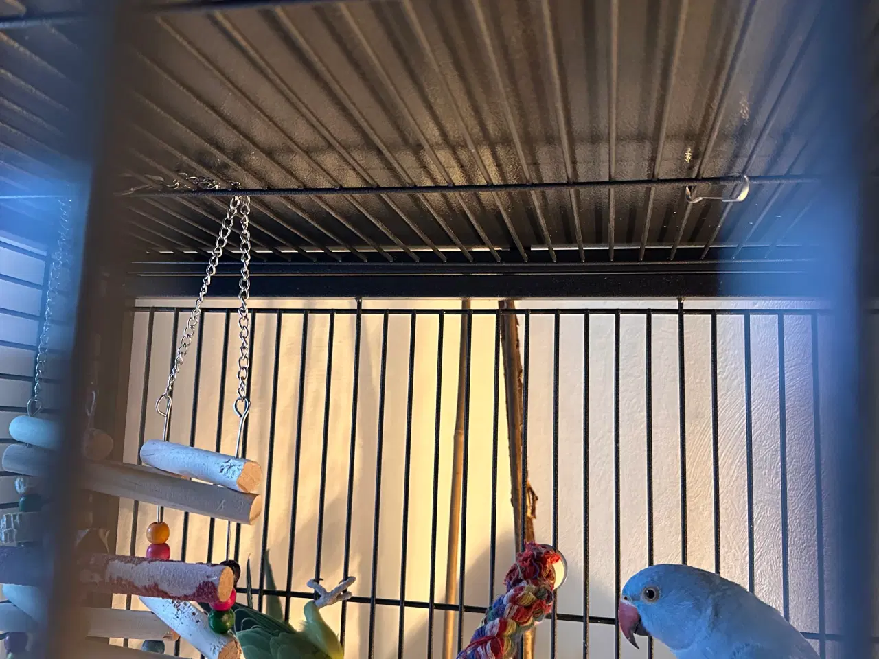 Billede 4 - Aleksandra parakitter 