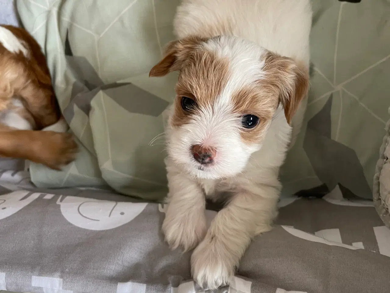 Billede 2 - Bichon Havanais hvalpe