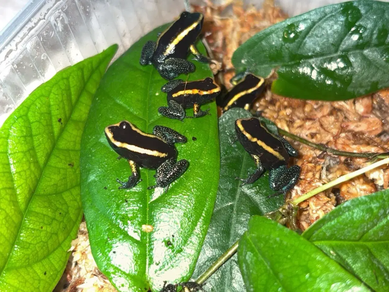 Billede 1 - Phyllobates aurotaenia gul