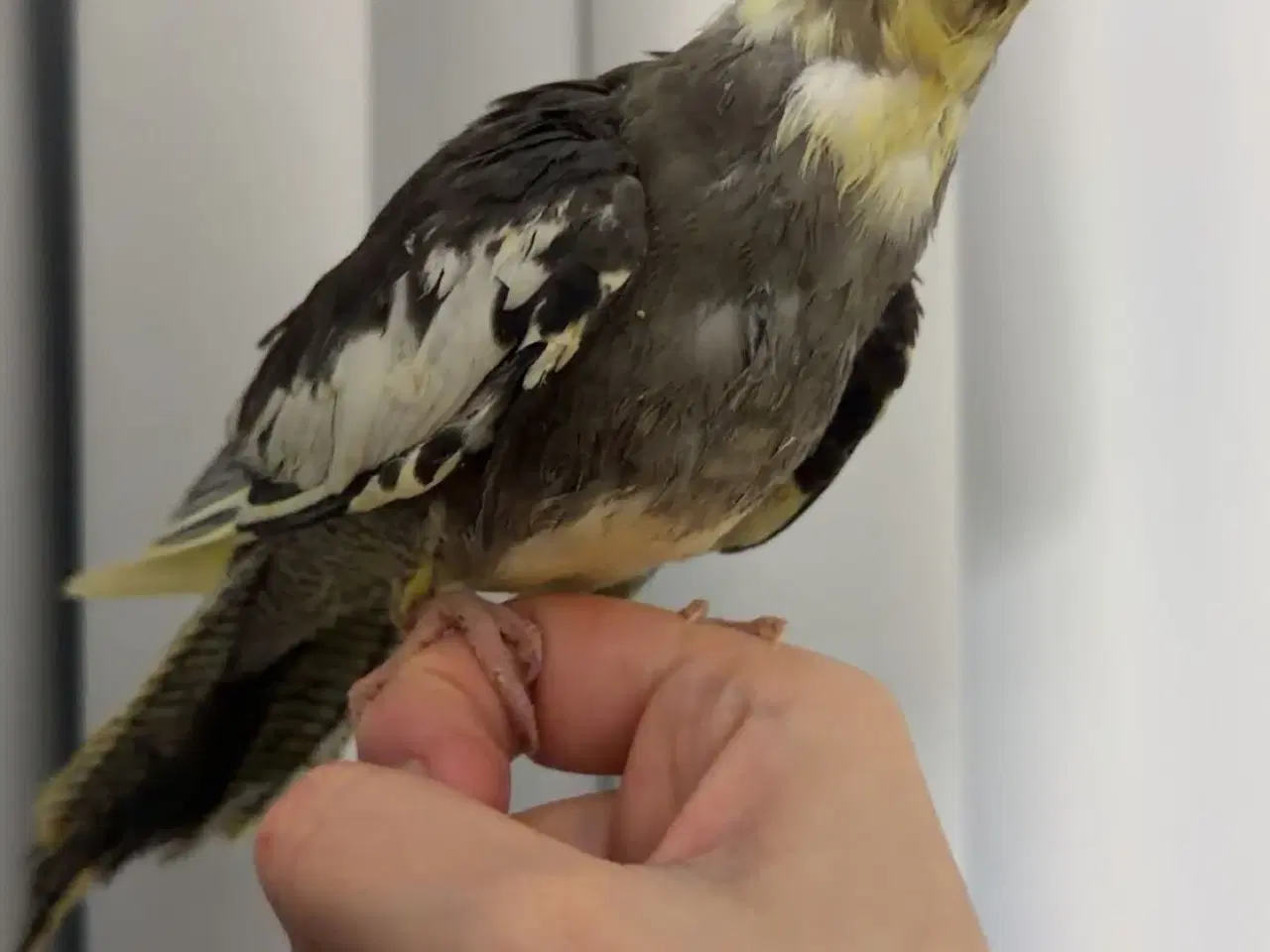 Billede 4 - 100% Tammr nymfeparakit unger