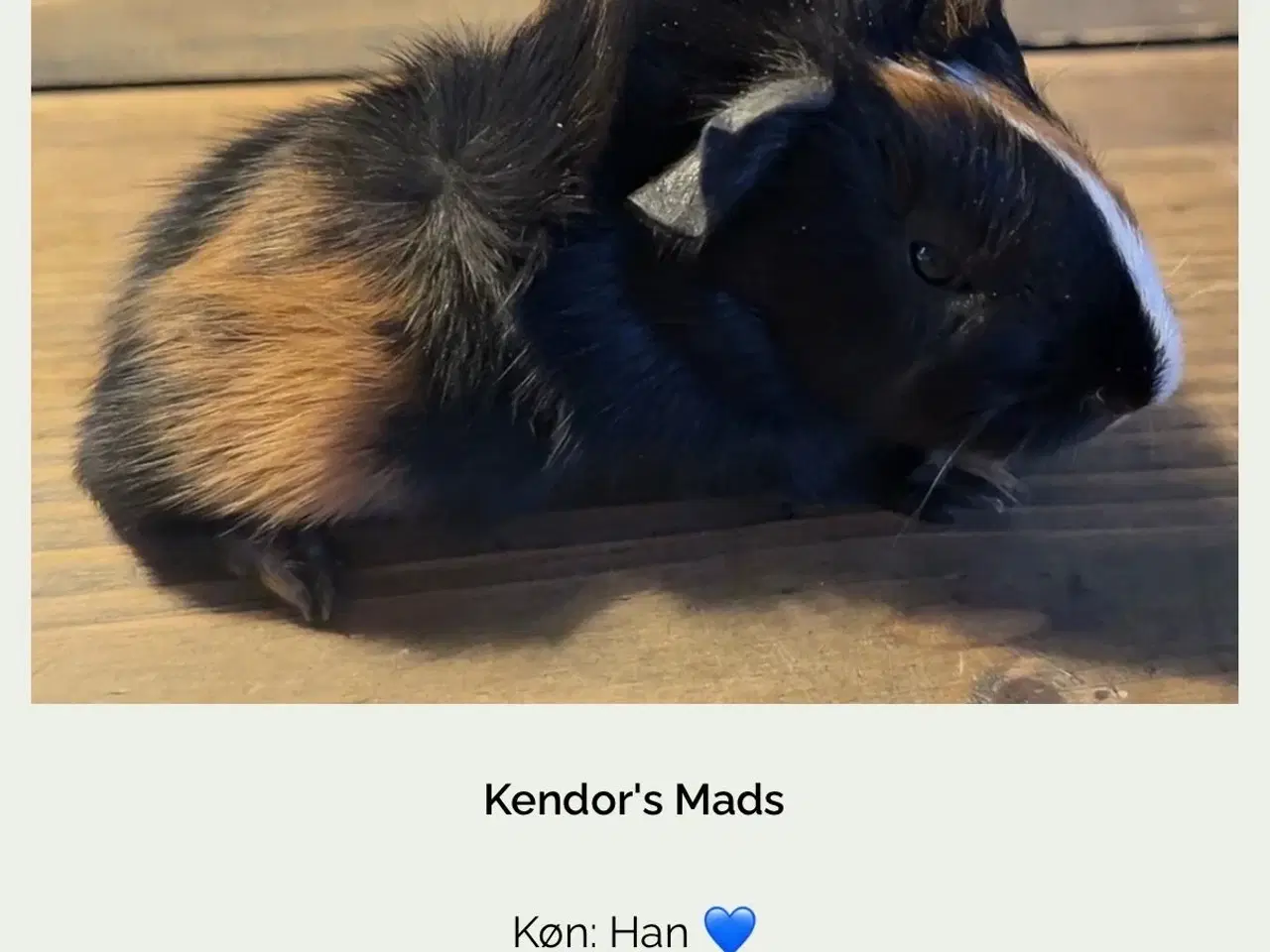 Billede 1 - Marsvin han med stamtavle fra dmf