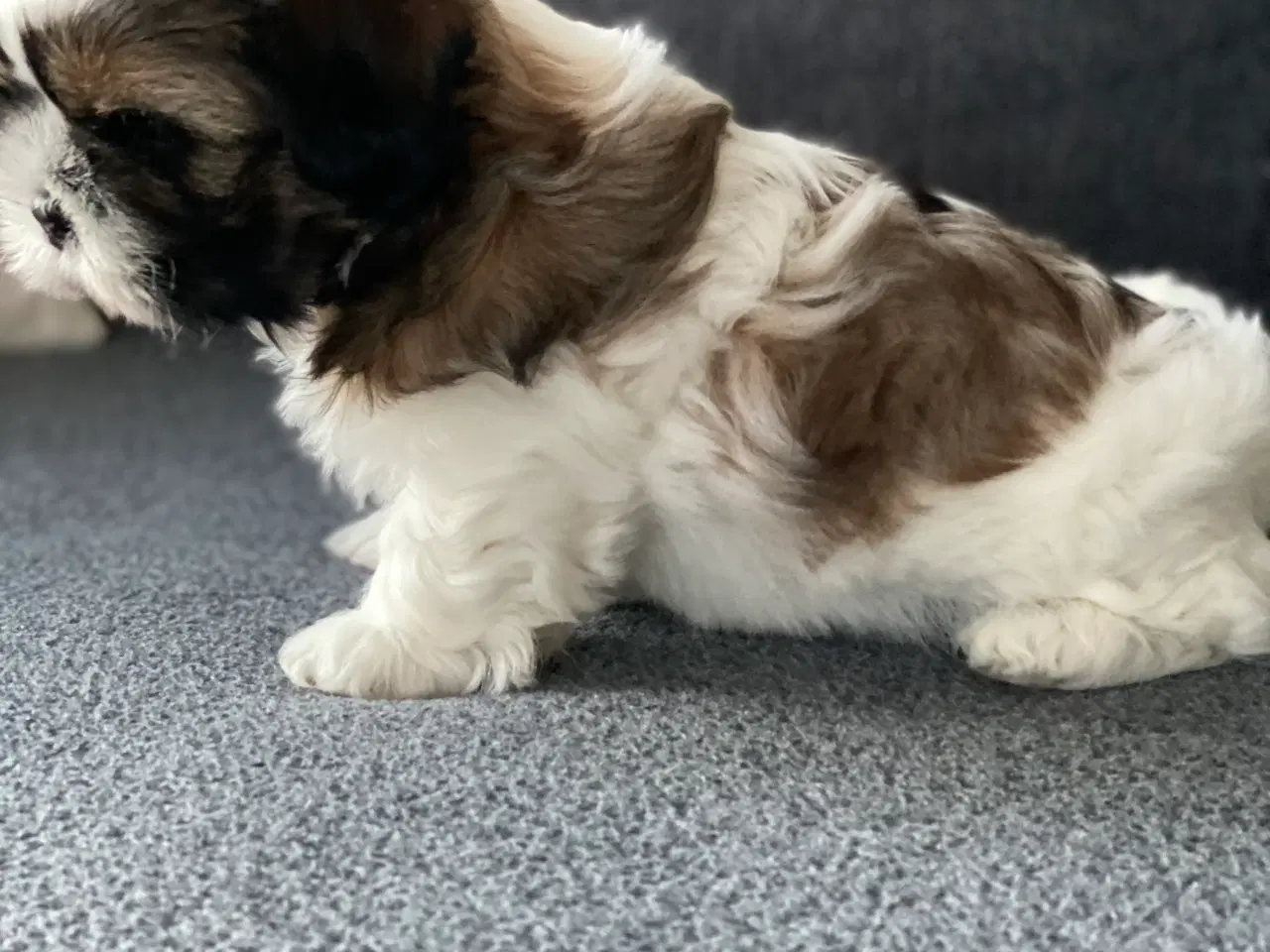 Billede 5 - Shih Tzu hvalpe 