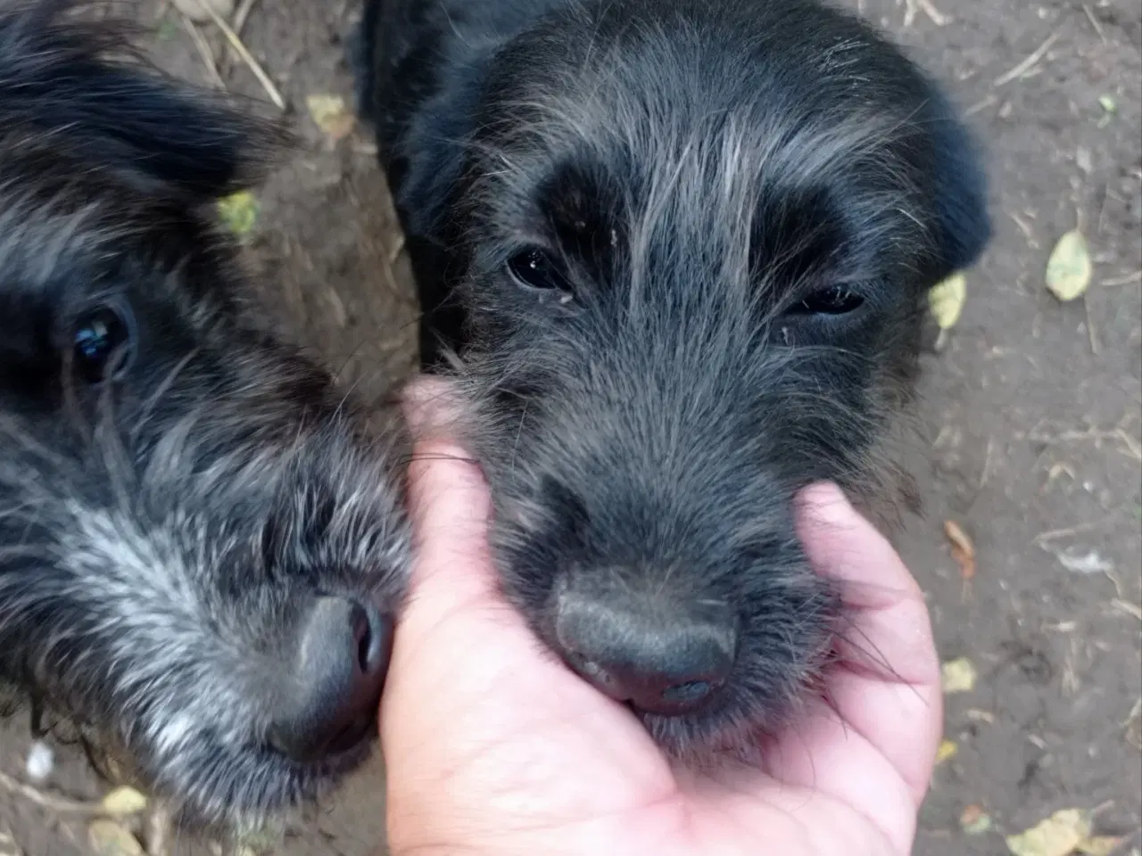 Billede 2 - Allis - Frisk lille kærlig pige