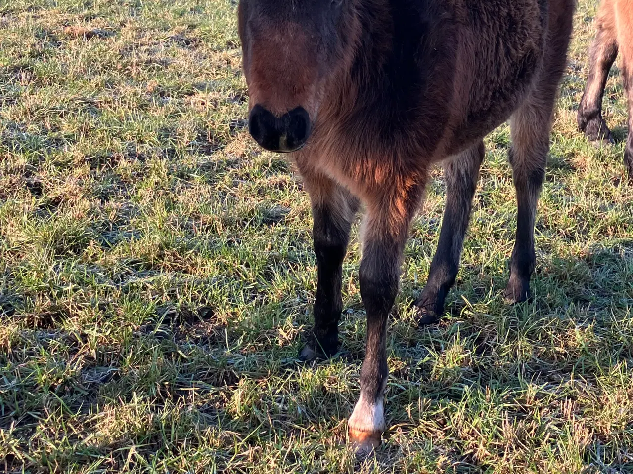 Billede 3 - Hingsteføl fra 2025
