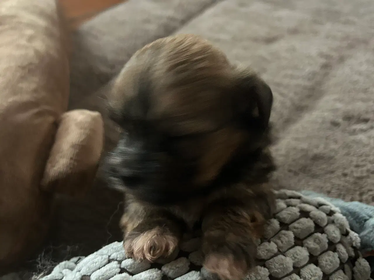 Billede 3 - Lhasa Apso/ Bichon Havannaise 