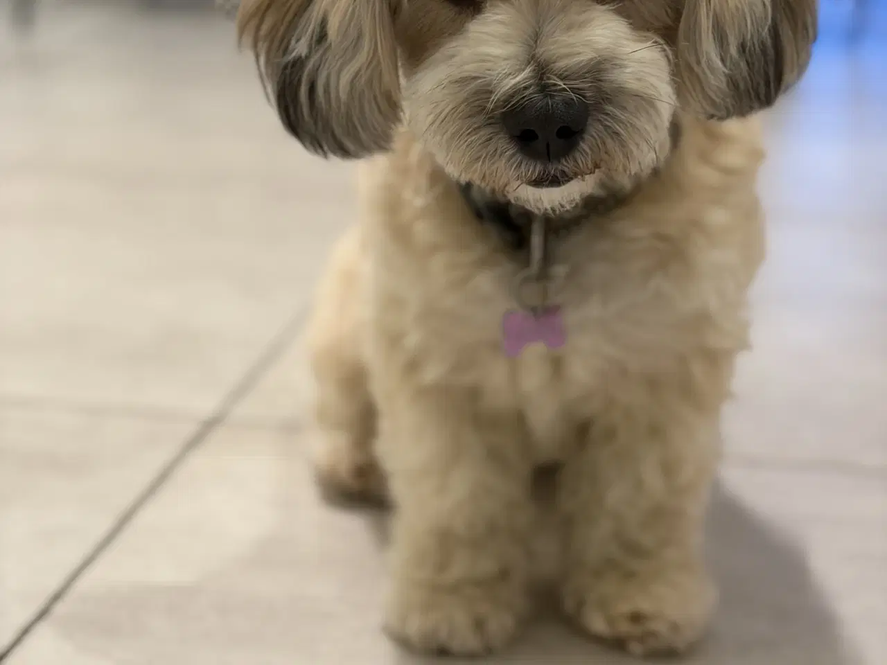 Billede 9 - Bichon havanise 