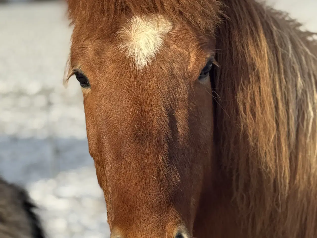 Billede 1 - Islænder