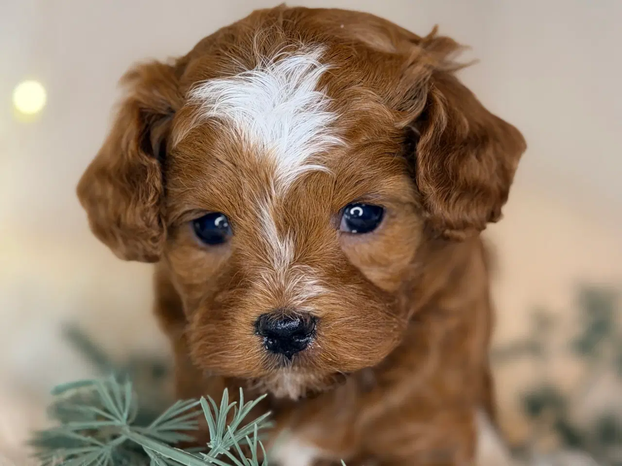 Billede 1 - Cavapoo dreng