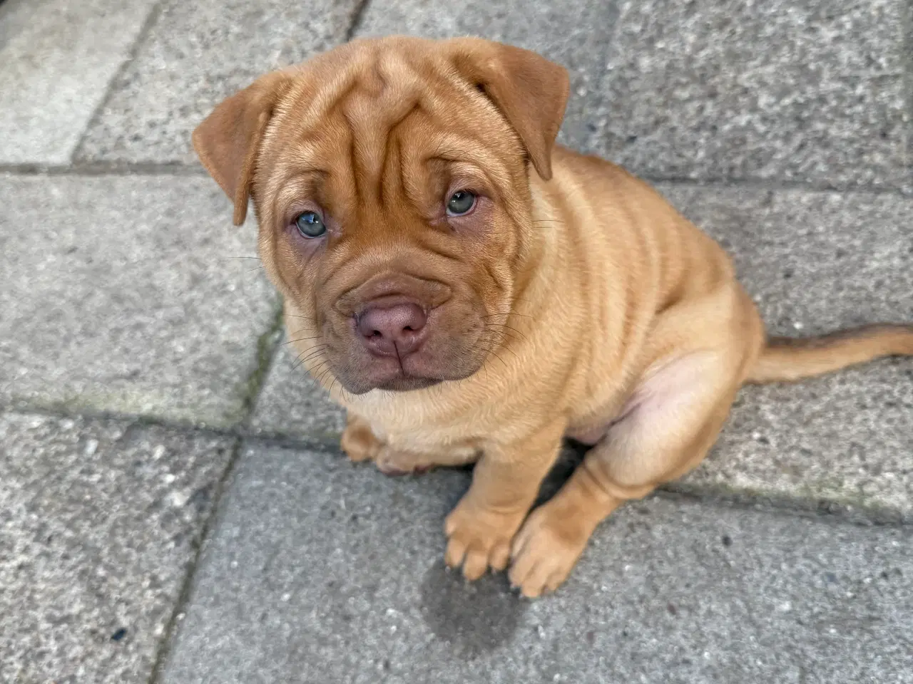 Billede 2 - Smukke Old English Bulldog Mix Hvalpe til salg! 🐾