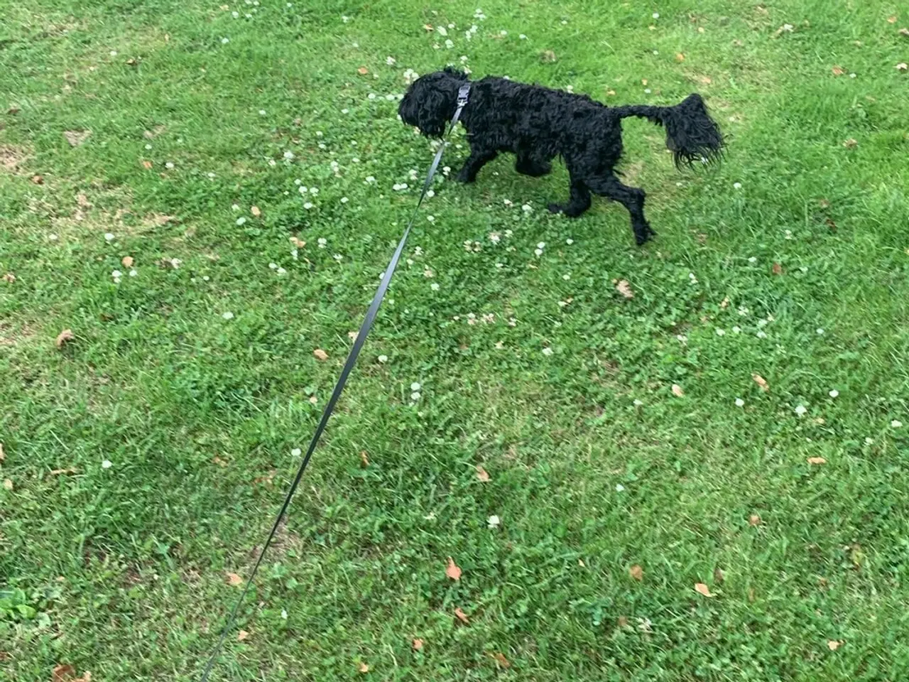 Billede 1 - Cockapoo 