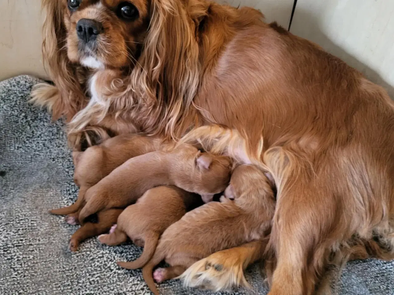Billede 3 - Smukke Cavapoo hvalpe