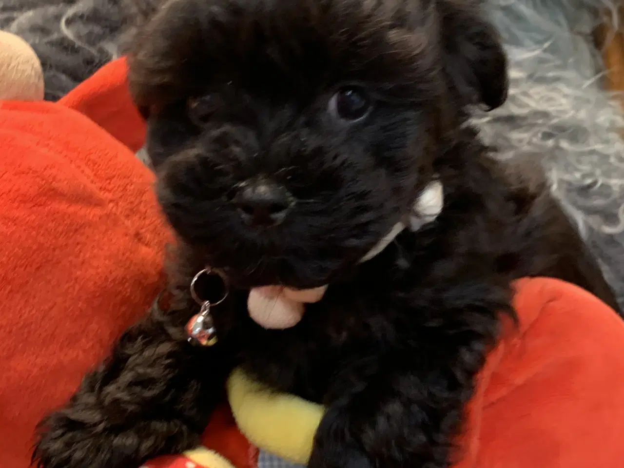 Billede 6 - Små fine Maltipoo babyer er rejseklar nu . 