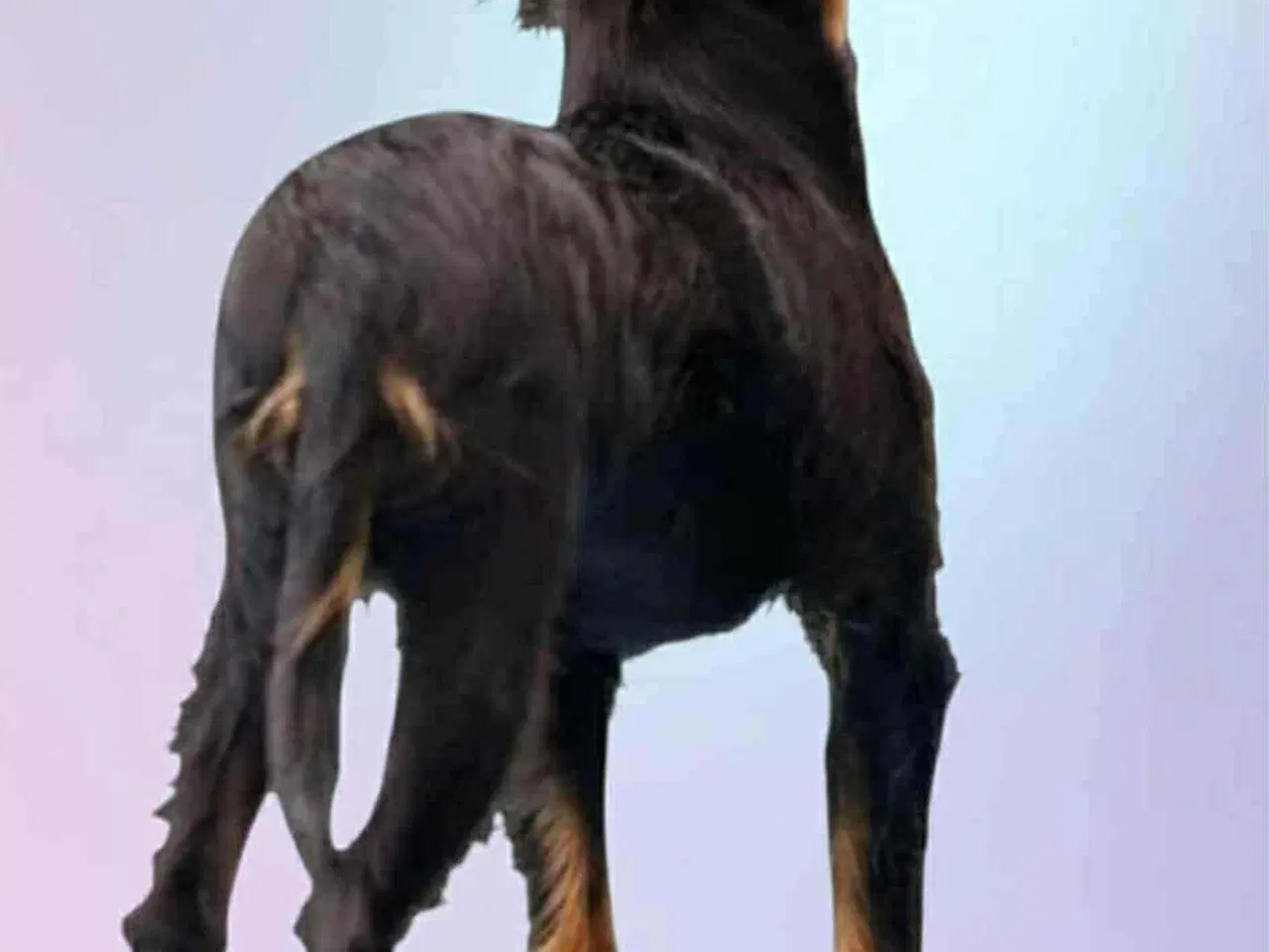 Billede 5 - Verdens sødeste hyggetrold 