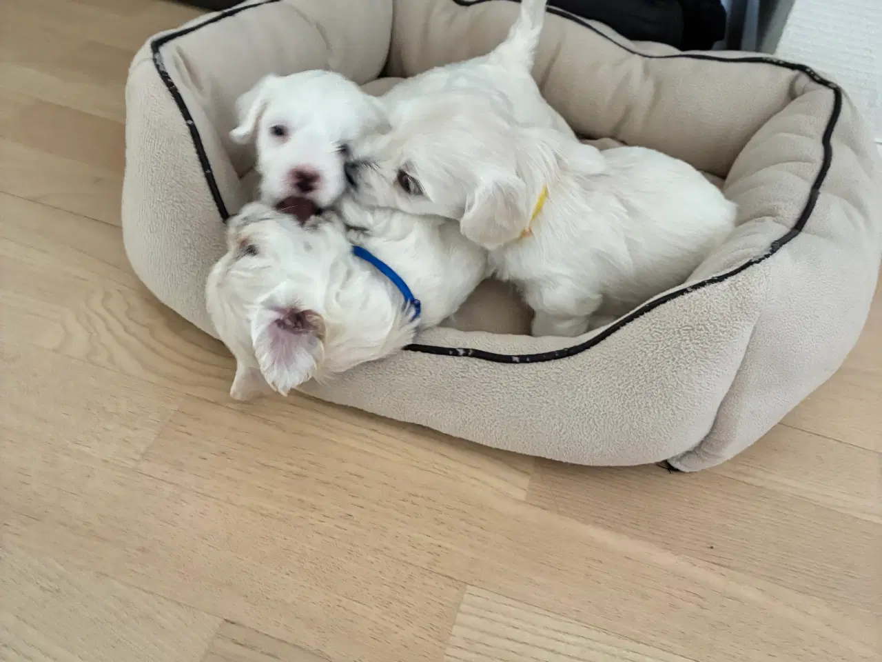 Billede 6 - Bichon maltesere 