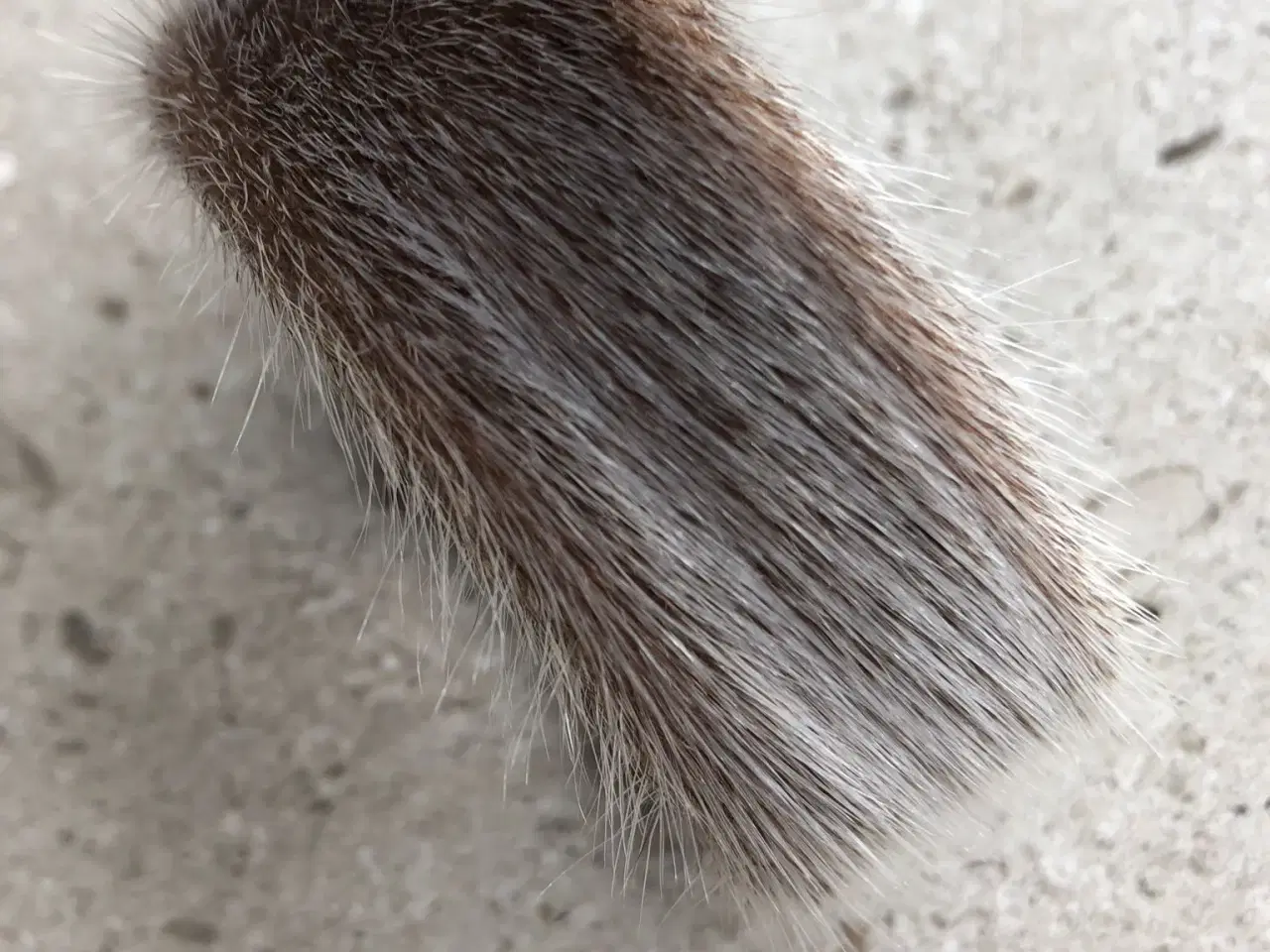 Billede 2 - Armbånd af pels